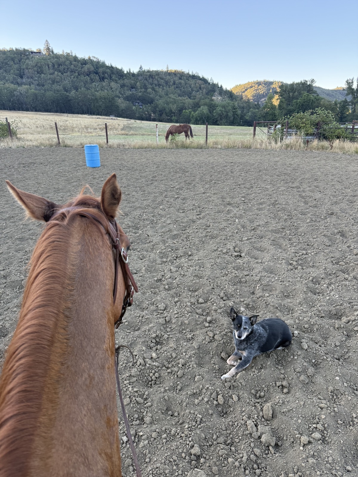 Horseback view of a cattle dog resting in the arena