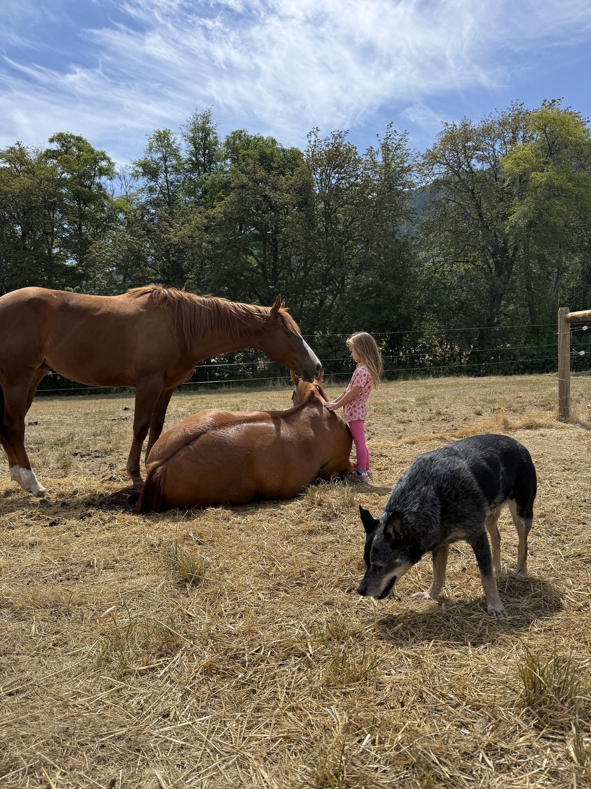Horses and a cattle dog in a sunny Douglas County pasture
